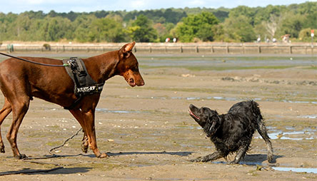 Méthode Esprit Canin 33 | Education canine Gironde