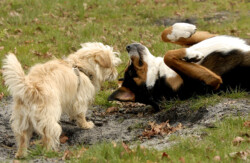 Esprit Canin 33 | Educateur canin et comportementaliste