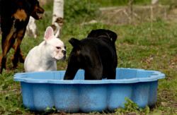 Esprit Canin 33 | Education canine Gironde