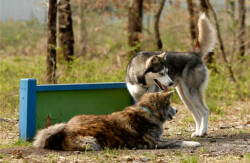 Esprit Canin 33 | Educateur canin et comportementaliste