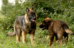 Esprit Canin 33 | Educateur canin et comportementaliste