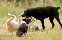 Esprit Canin 33 | Educateur canin et comportementaliste