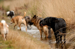 Esprit Canin 33 | Educateur canin et comportementaliste